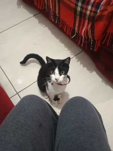 Gatinhos machos para doação 