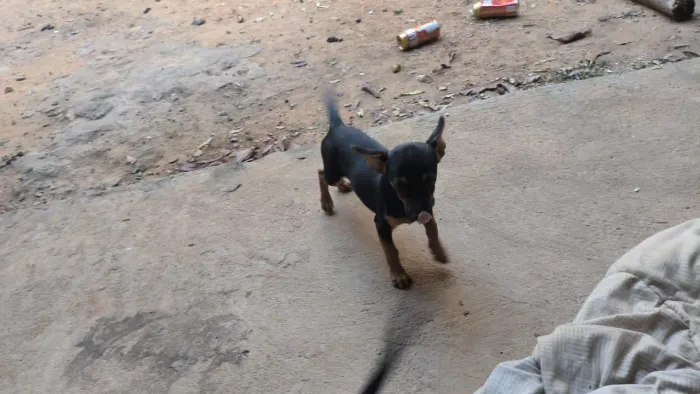 Animal
