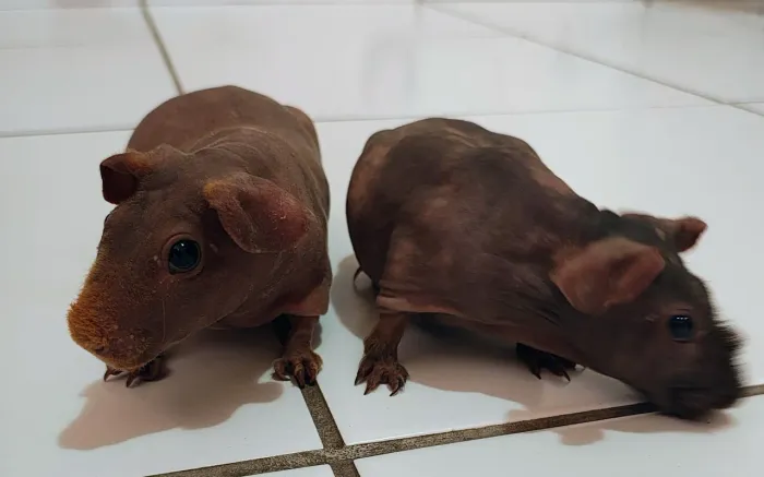Casal de porquinho da Índia skinny sem pelos