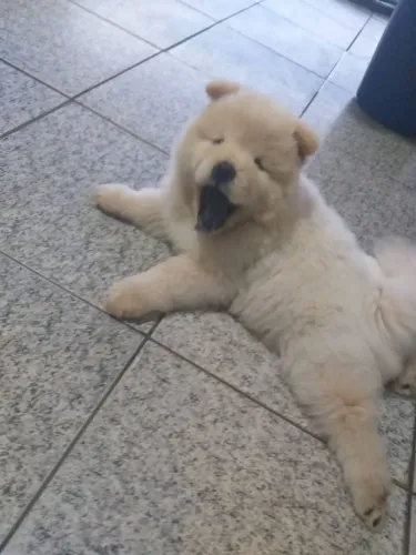 Chow Chow