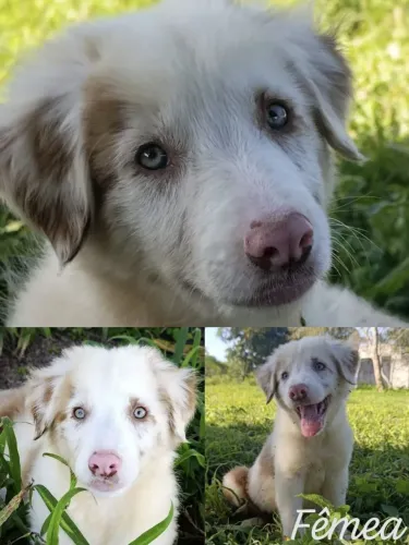 Border Collie para pronta entrega