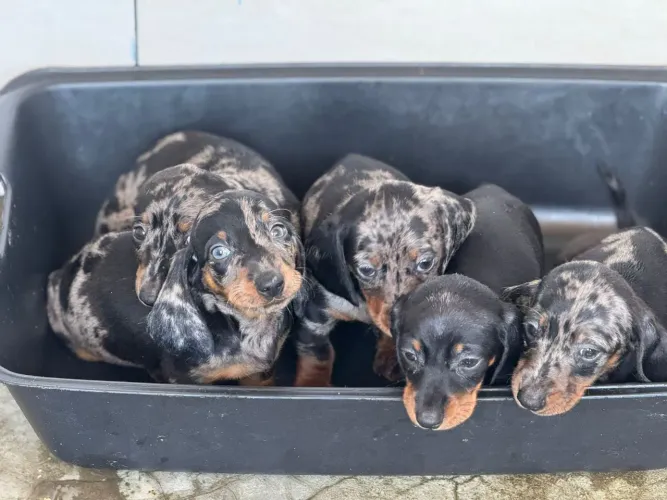 Dachshund Arlequim | Chama agora no WhatsApp