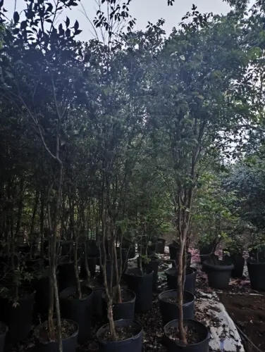 mudas de jaboticaba