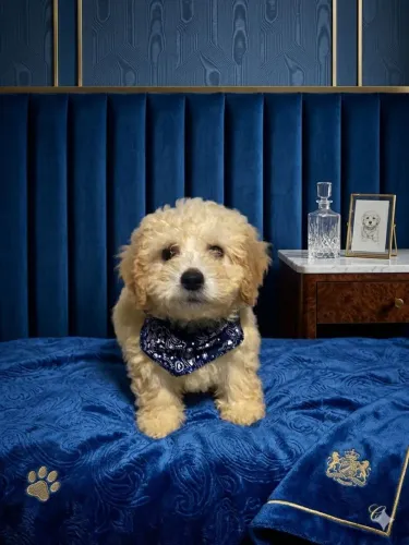 Poodle macho padrão 