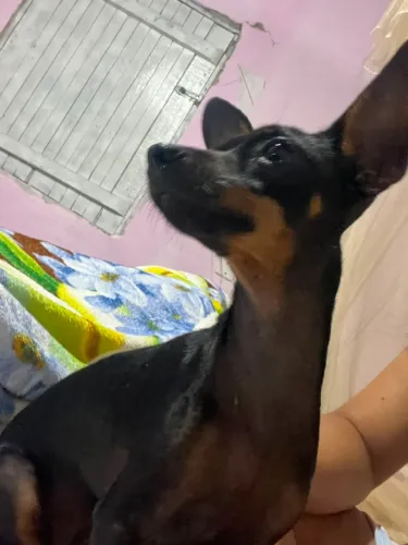 Vendo Pinscher fêmea com 6 meses de vida