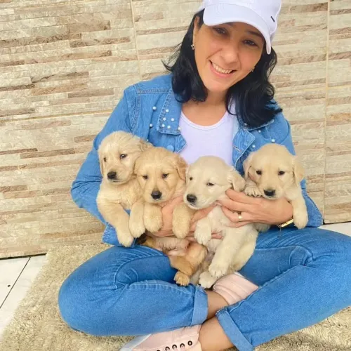 Filhotes de Golden vacinados vermifulgados pedigree e micro chip 