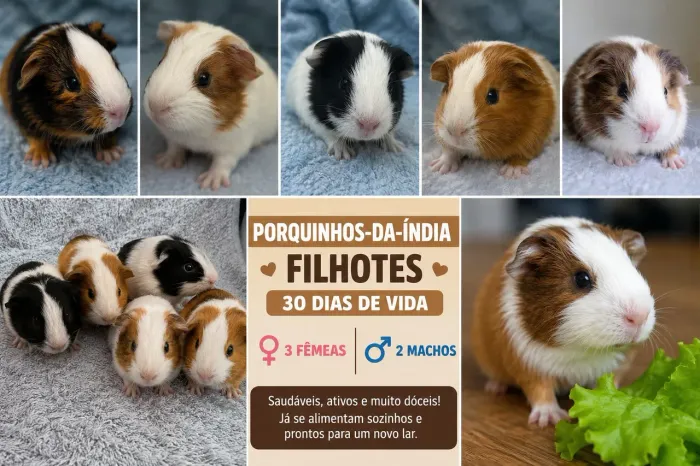 Porquinho da Índia