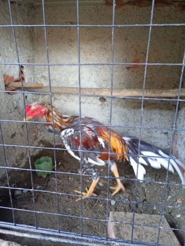 Frango de alta linhagem genética