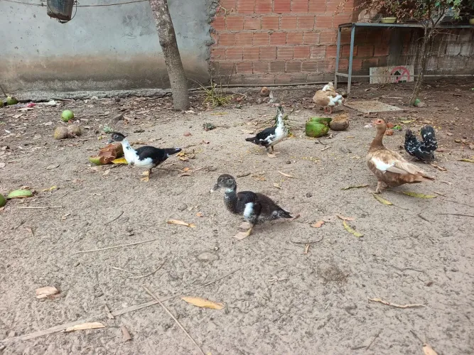 Vendo filhote de pato