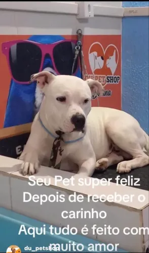 Passo Pet Shop com banho e tosa