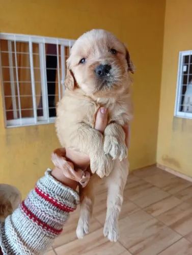 Golden retriver 