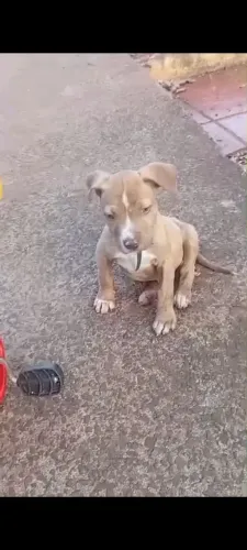 Lindo filhote de Pitbull filhote 