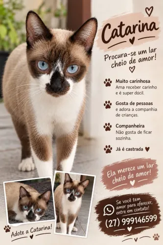 Adoção responsável de gata