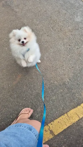 Lulu da Pomerania com Pedigree raça pura Lindo Branco com todos acessórios