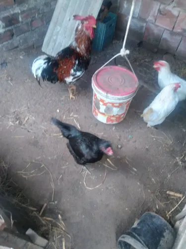 5 galinha comu e 1 galo gsb