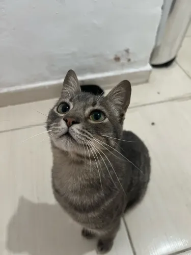 Doa-se gatinho macho / Adoção Responsável
