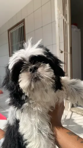 Cachorro shiatsu macho a venda
