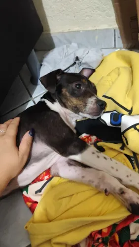 Cachorro Filhote 