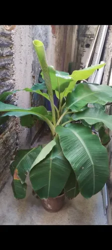 Muda de bananeira 