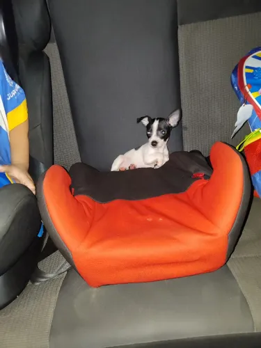 cachorro Pincher 0