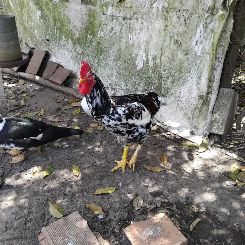 Frangos GSB disponíveis