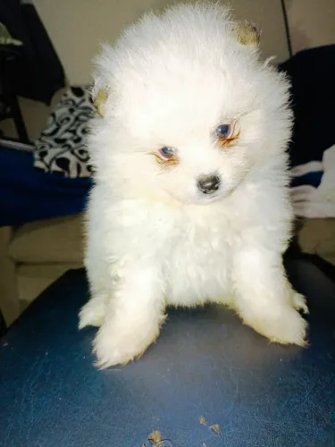Filhote de Spitz alemão anão macho branco com orelhinhas pintadas