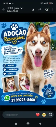 DOAÇÃO HUSKY