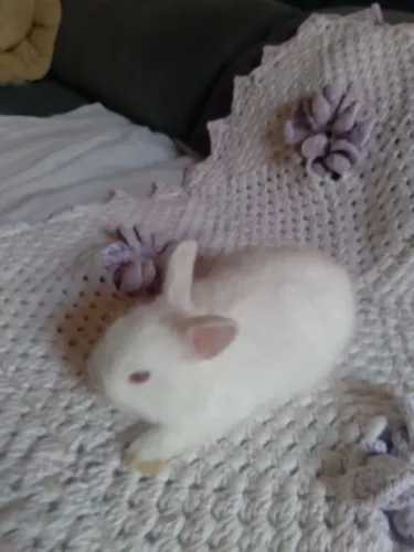Filhote de coelhos mini