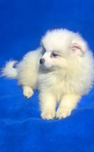 Filhotes de Spitz Alemão, oportunidade única.