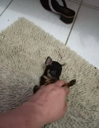 Pinscher ZERO