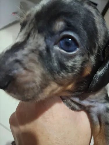 Filhote dachshund