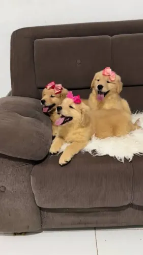 Golden retriever pronta para você 