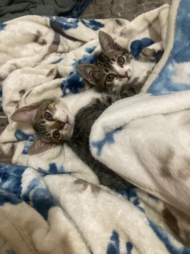 Doação de gatos