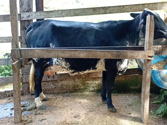 Vaca 