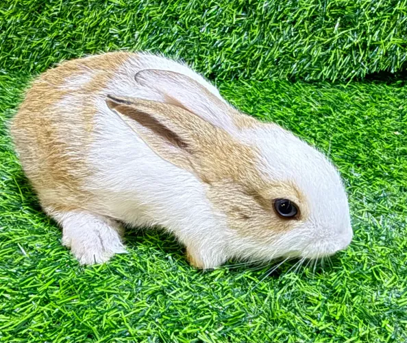 Filhotes de coelhos