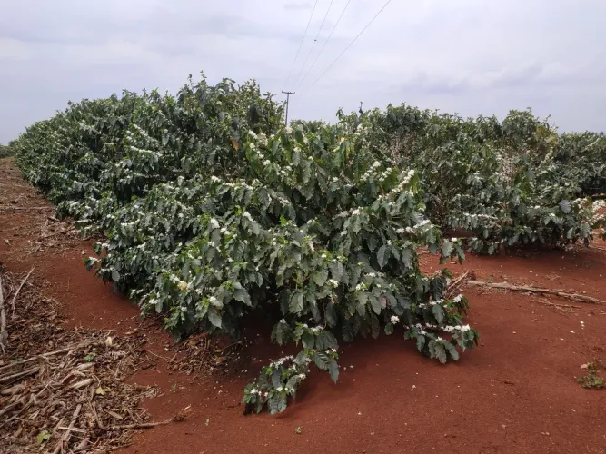 PORCENTEIRO de CAFÈ