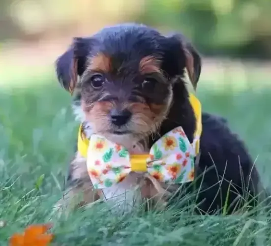Maltês com ilasa apso caminha brinde oferta