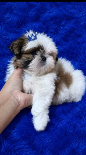 Shih Tzu macho Mini