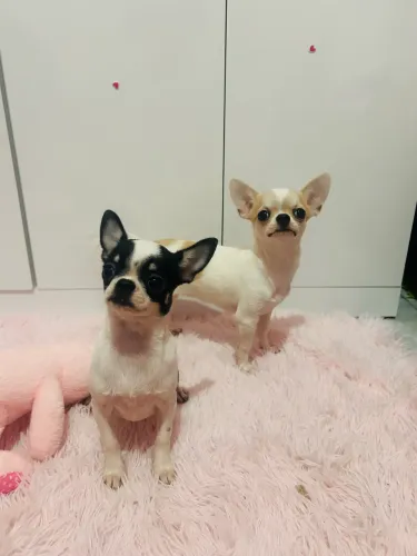 Chihuahua fêmea 6 meses