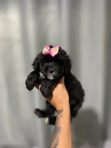 POODLE TOY FEMEA 