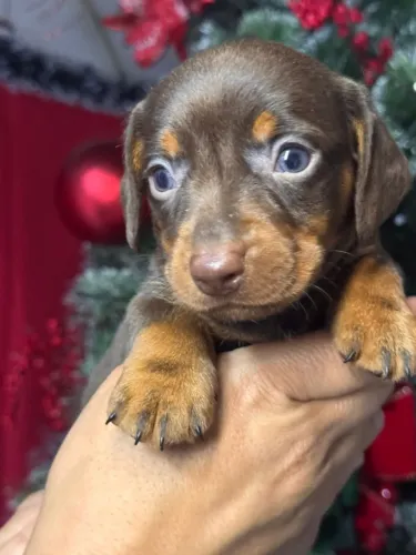 dachshund olhos verdes