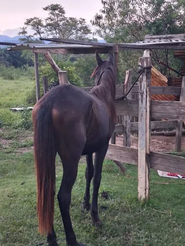 Potro a venda
