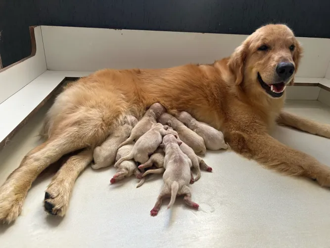 Golden retriever macho com pedigree 