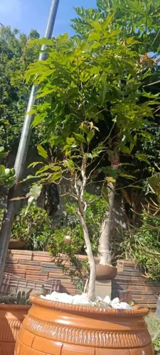 Jabuticaba Nativa plantada em um vaso de barro envernizado 