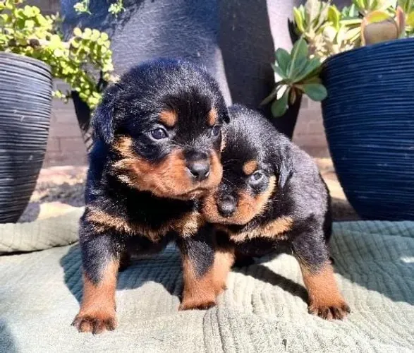 Rottweiler Filhotes Excelente Temperamento.