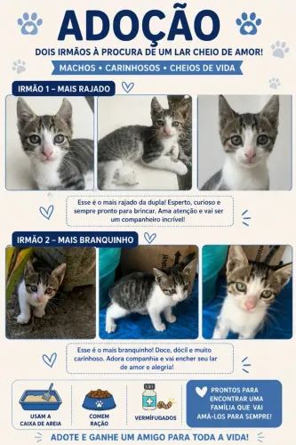 adoção de gatos