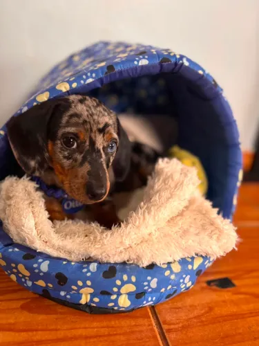 Vendo filhotinho de dachshund