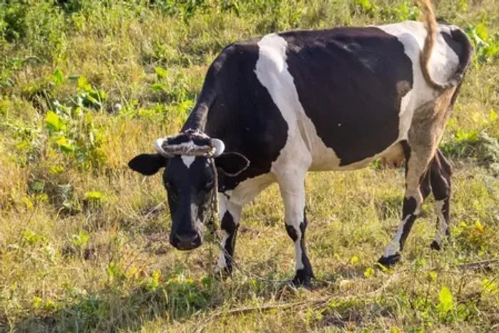 Doa-se uma Vaca Leiteira