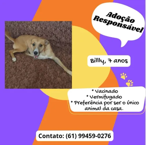 Cachorro pra adoção responsável 