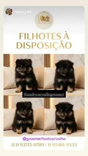 Filhotes a disposição, Spitz Alemão Black in tan 
